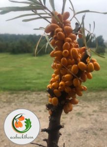 Sea-buckthorn-(1)