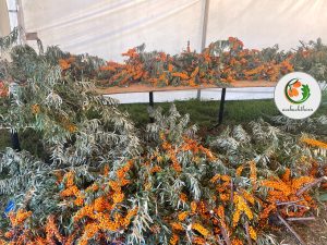 انواع محصولات میوه سیبکتورن | فروشگاه سیبکتورن