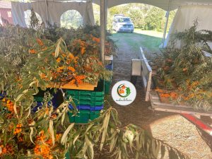 انواع محصولات میوه سیبکتورن | فروشگاه سیبکتورن