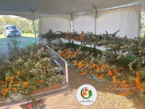 انواع محصولات میوه سیبکتورن | فروشگاه سیبکتورن