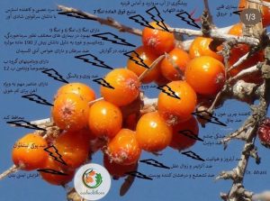 انواع محصولات میوه سیبکتورن | فروشگاه سیبکتورن