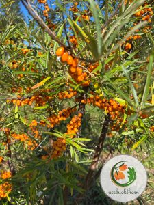 انواع محصولات میوه سیبکتورن | فروشگاه سیبکتورن