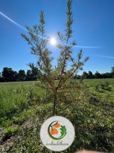 انواع محصولات میوه سیبکتورن | فروشگاه سیبکتورن