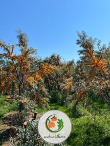 Sea-buckthorn-(26)