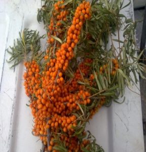 شاخه میوه دار، گل ماده، گل نر سنجد تلخ (از راست به چپ)