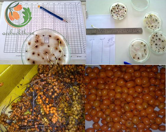 شکل 3-11- شمارش جوانه­ زنی بذور داخل پتری دیش (بالا)، میوه سنجد تلخ (پایین)