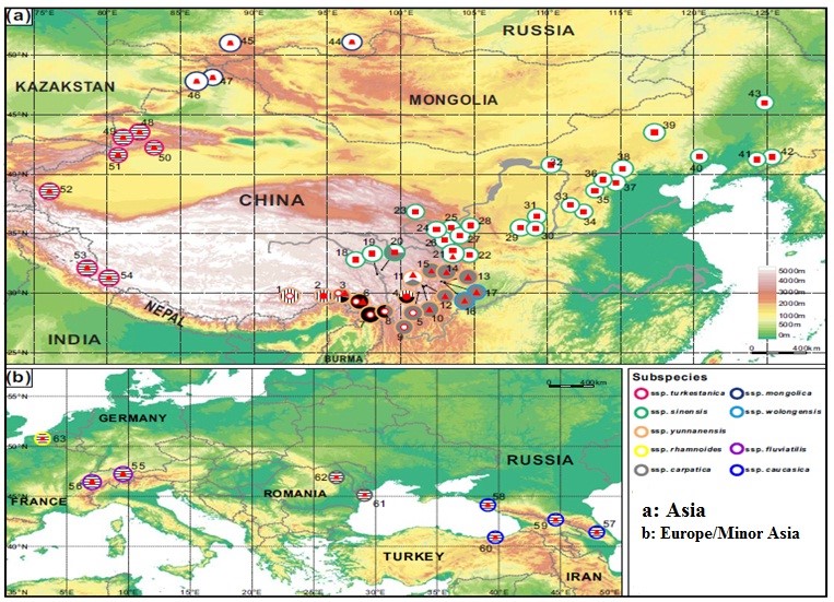 هفتمین کنفرانس اتحادیه جهانی سنجد تلخ 2015 دهلی نو- هندوستان و هشتمین کنفرانس در تای یوآن- چین در سال 2018