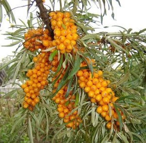 کاشت درختچه چندمنظوره زینتی-دارویی سیبکتورن | acebuckthorn