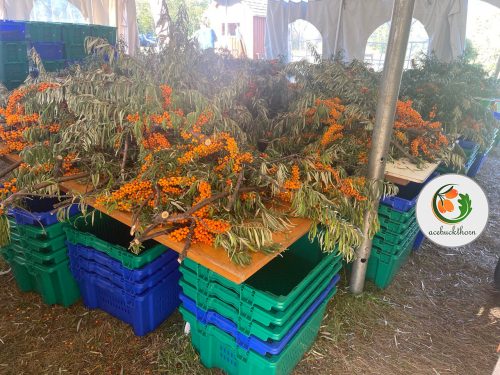 انواع محصولات میوه سیبکتورن | فروشگاه سیبکتورن