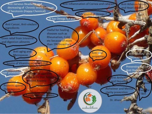 انواع محصولات میوه سیبکتورن | فروشگاه سیبکتورن